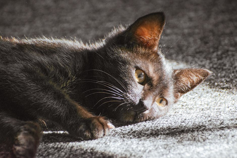 A beautiful black cat lying on a carpet, basking in sun rays indoors.