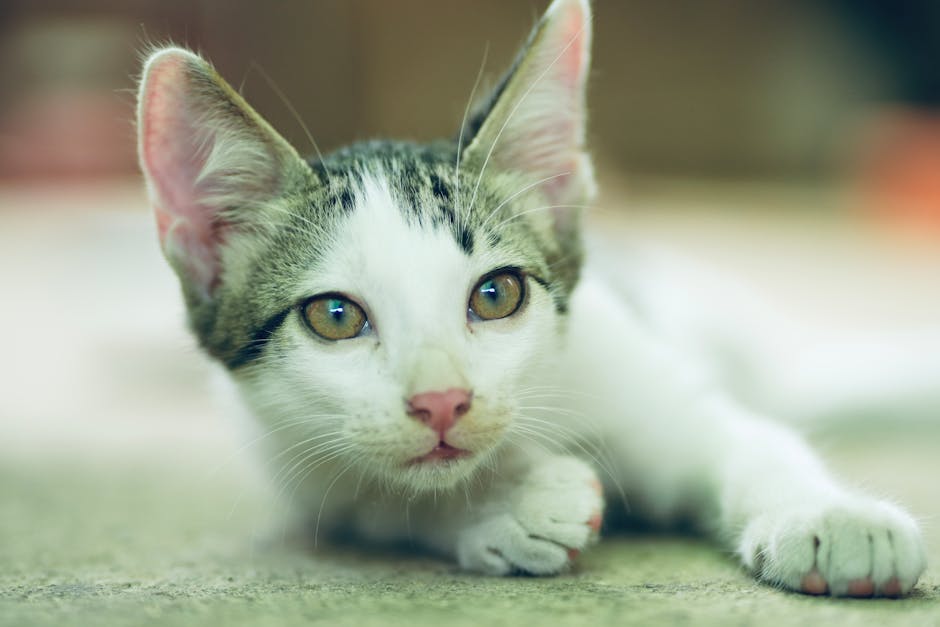 Charming close-up of a cute kitten with green eyes lying indoors with a soft focus background.