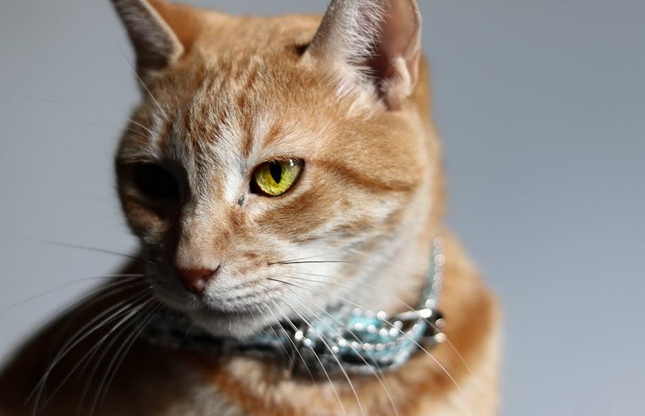 Conquering Cat Odor: A Stylish Home’s Guide to Litter Box Solutions