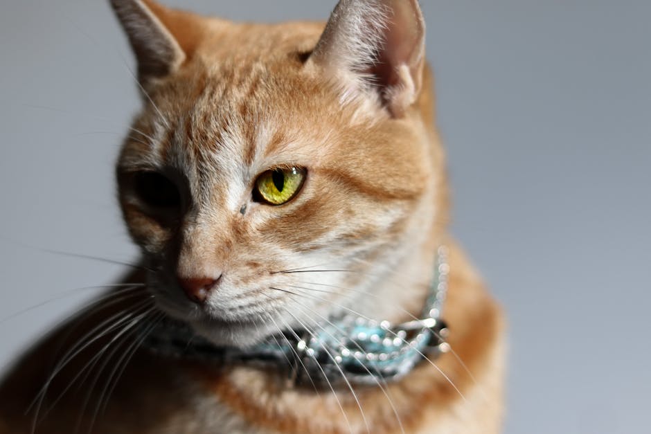 Conquering Cat Odor: A Stylish Home’s Guide to Litter Box Solutions