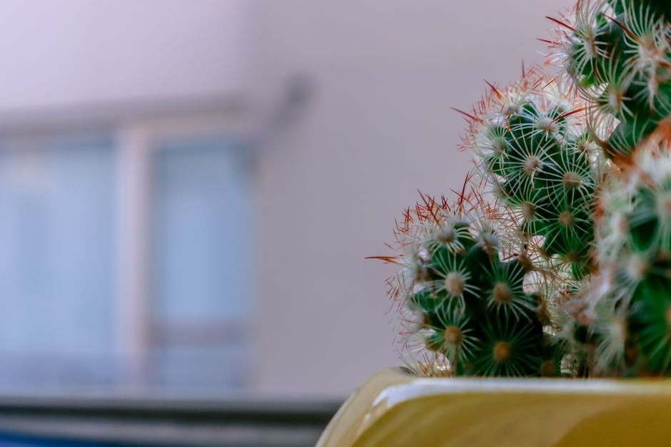 Detailed view of prickly cacti in a pot, showcasing thorns and textures, shot in Gaziantep, Turkey.