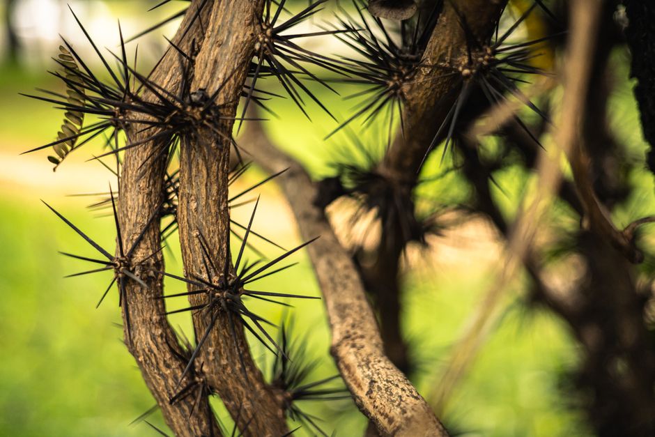 Intricate sharp thorns on a tree branch with a blurred green background, highlighting nature's complexity.