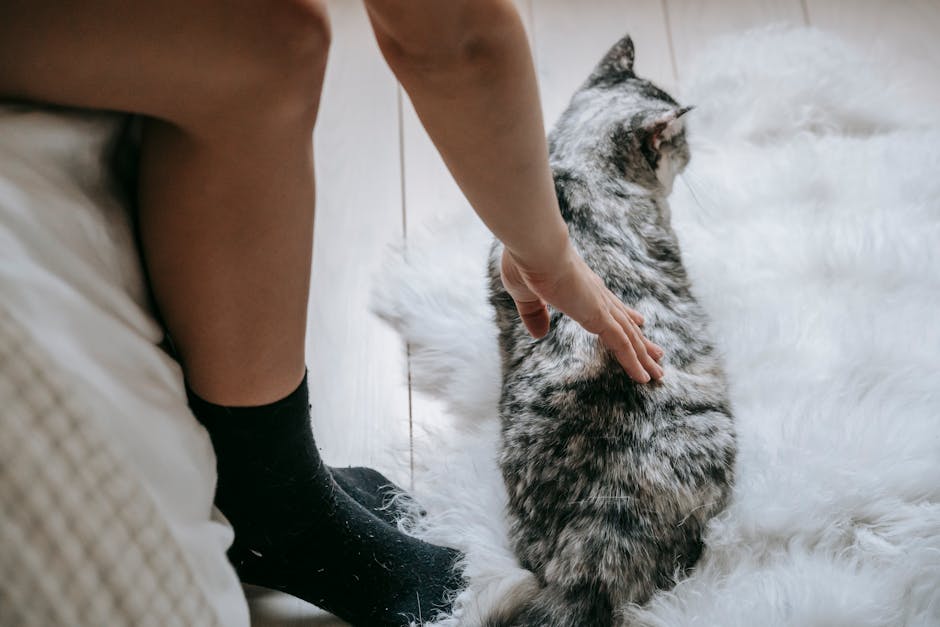 Crop unrecognizable female with bare legs sitting on bed and caressing fluffy cat lying on white carpet in light bedroom