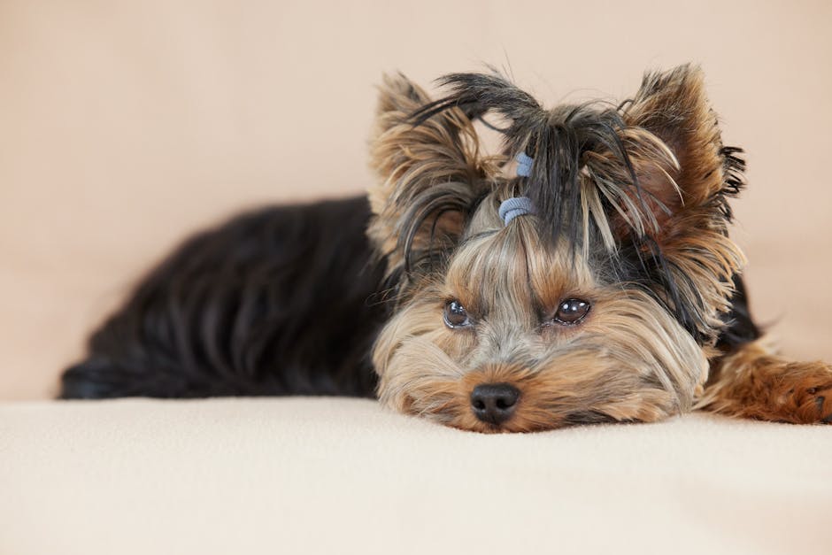 Cute Yorkshire Terrier puppy with soulful eyes resting indoors on a cozy surface.