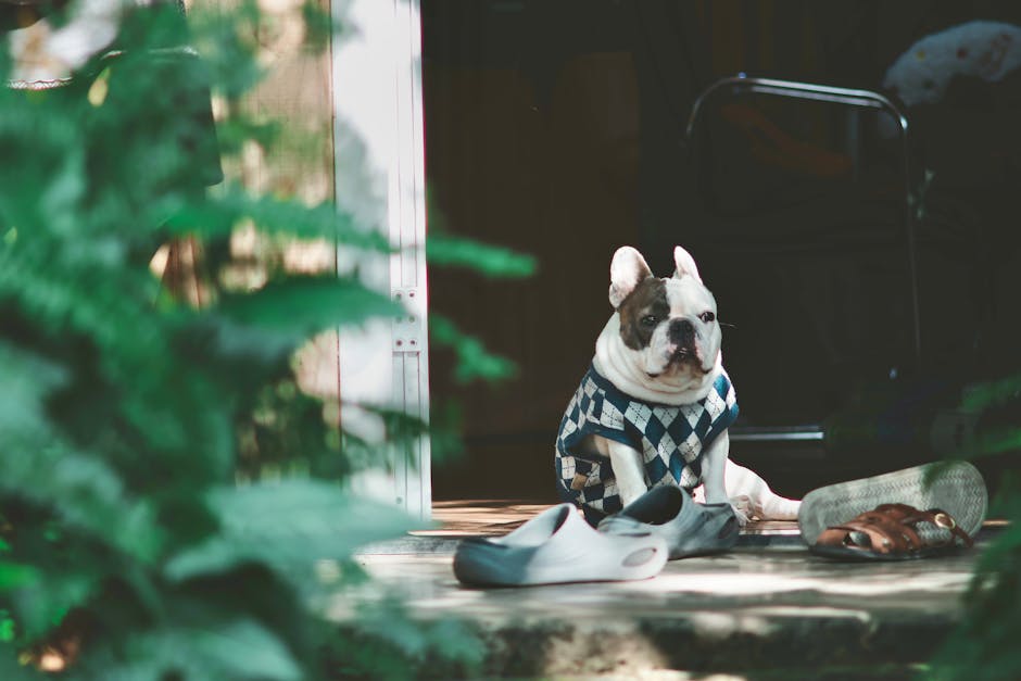 Pet Odor Myths: Smart Solutions for Your Home & Well-being